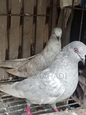 A pair of Giribaz running egg breeding pigeons call for details