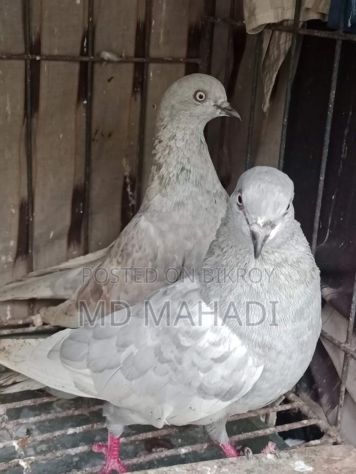 A pair of Giribaz running egg breeding pigeons call for details