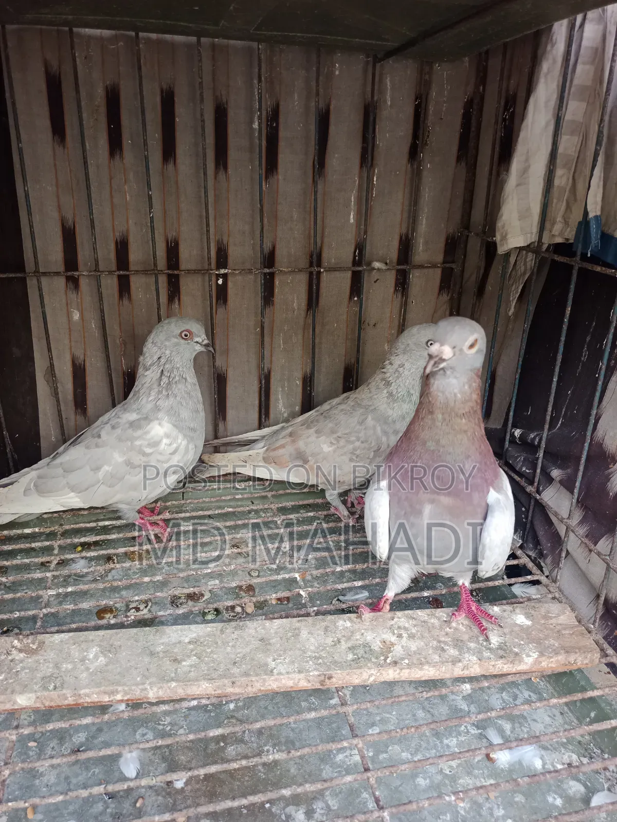 A pair of Giribaz running egg breeding pigeons call for details