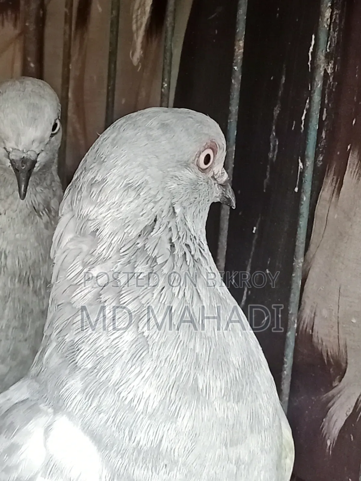 A pair of Giribaz running egg breeding pigeons call for details