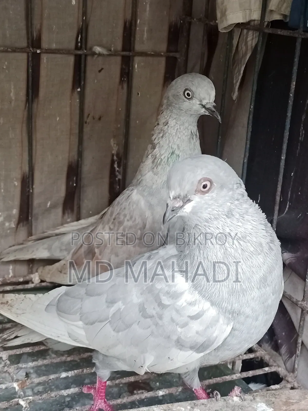 A pair of Giribaz running egg breeding pigeons call for details