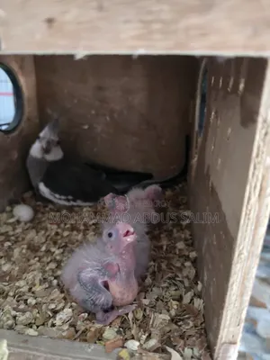 Cockatiel Tame Size Baby