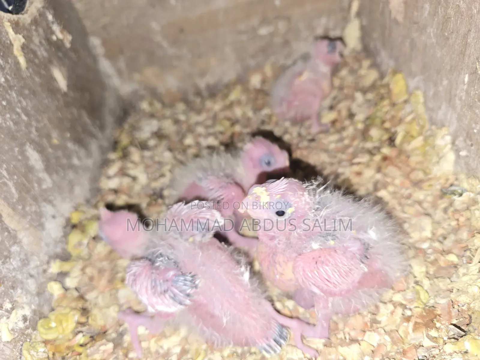 Cockatiel Tame Size Baby