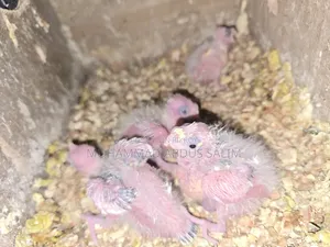 Cockatiel Tame Size Baby