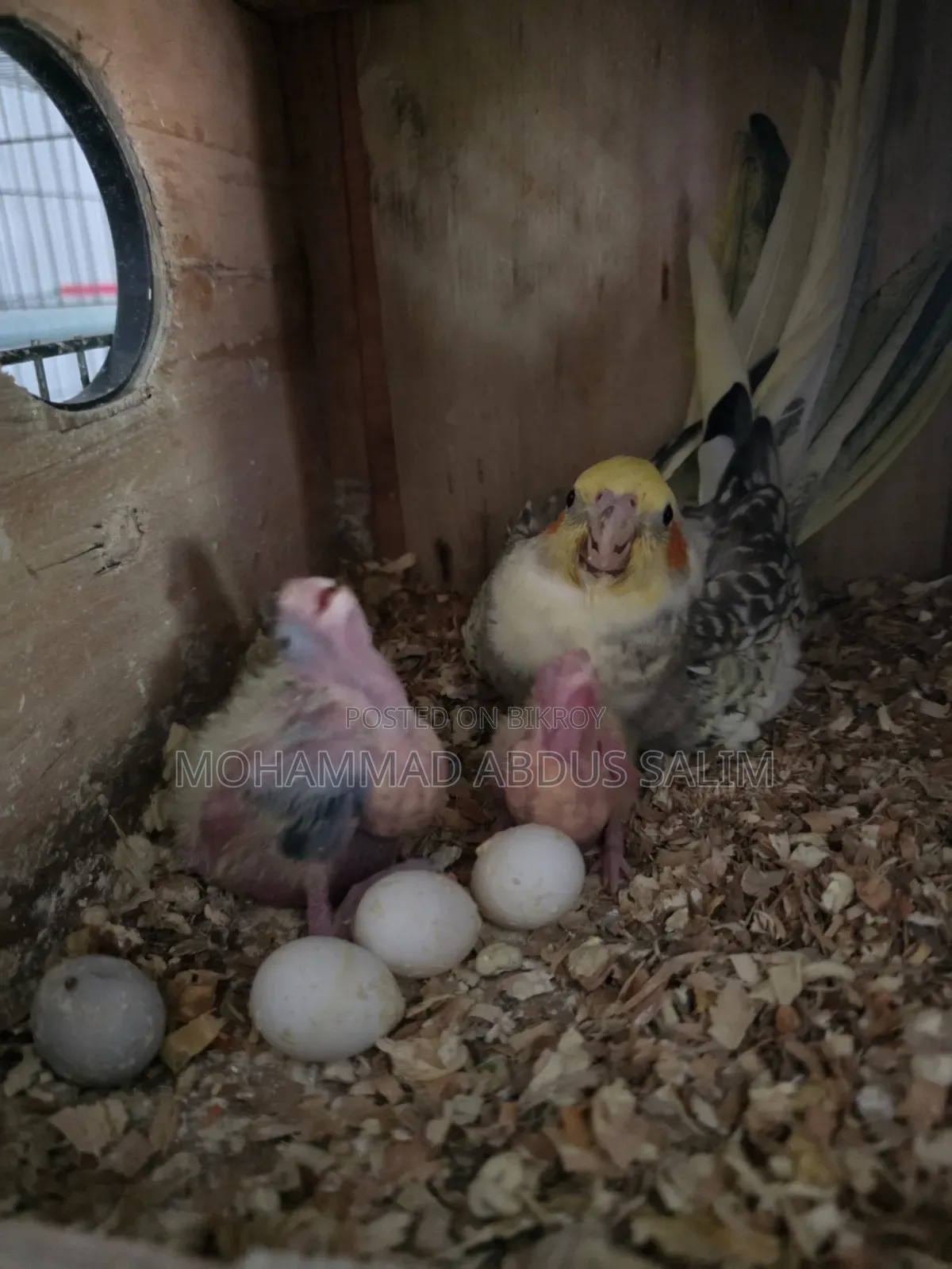 Cockatiel Tame Size Baby