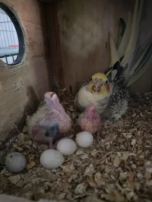 Cockatiel Tame Size Baby