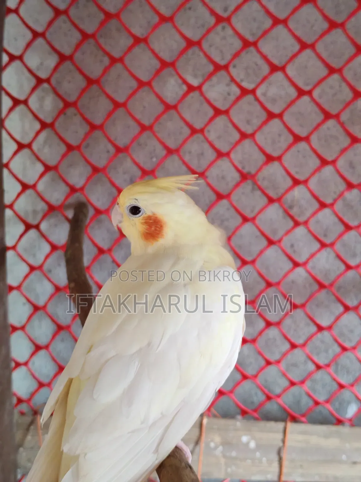 ককাটেল বিক্রয়