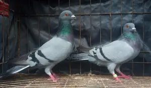 Sobji Racer