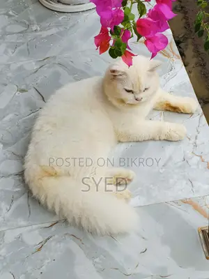 6-12 months Male Purebred Persian