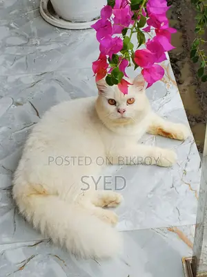 6-12 months Male Purebred Persian