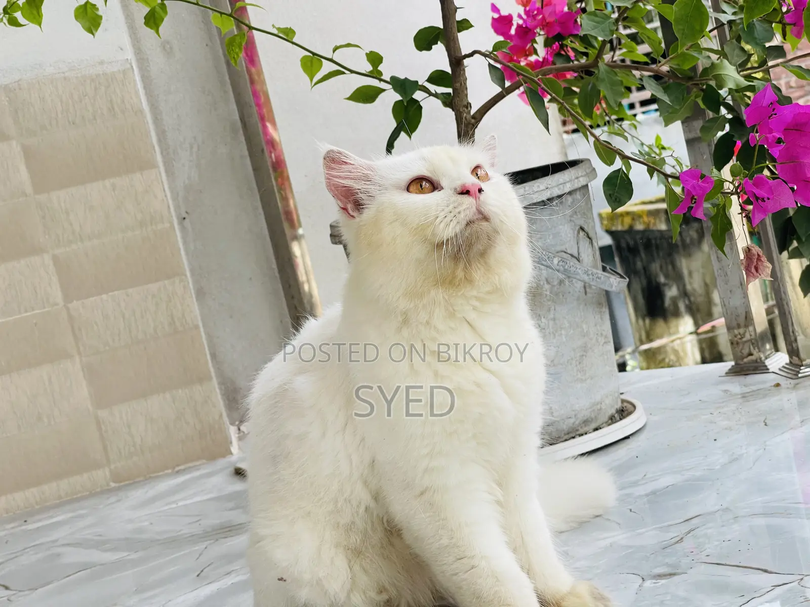 6-12 months Male Purebred Persian