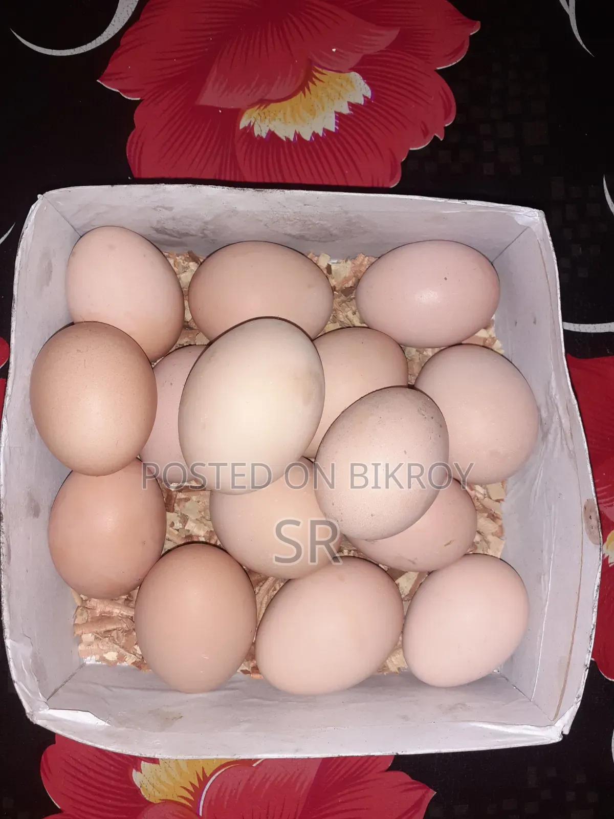 Whistling Duck Hatching Eggs