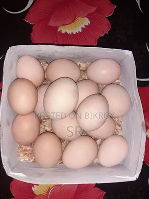 Whistling Duck Hatching Eggs