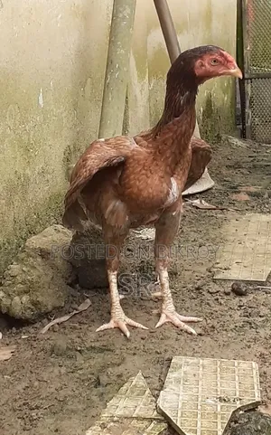 Whistling Duck Hatching Eggs