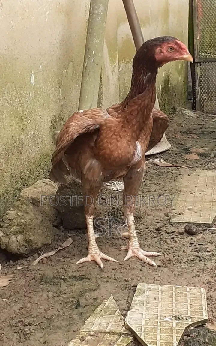 Whistling Duck Hatching Eggs