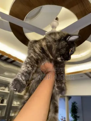 3-6 months Female Purebred Cat