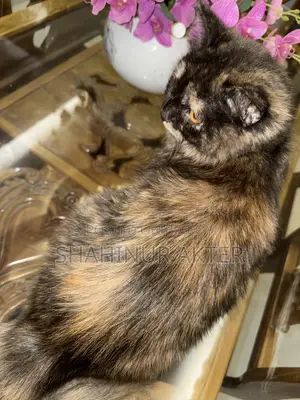 3-6 months Female Purebred Cat