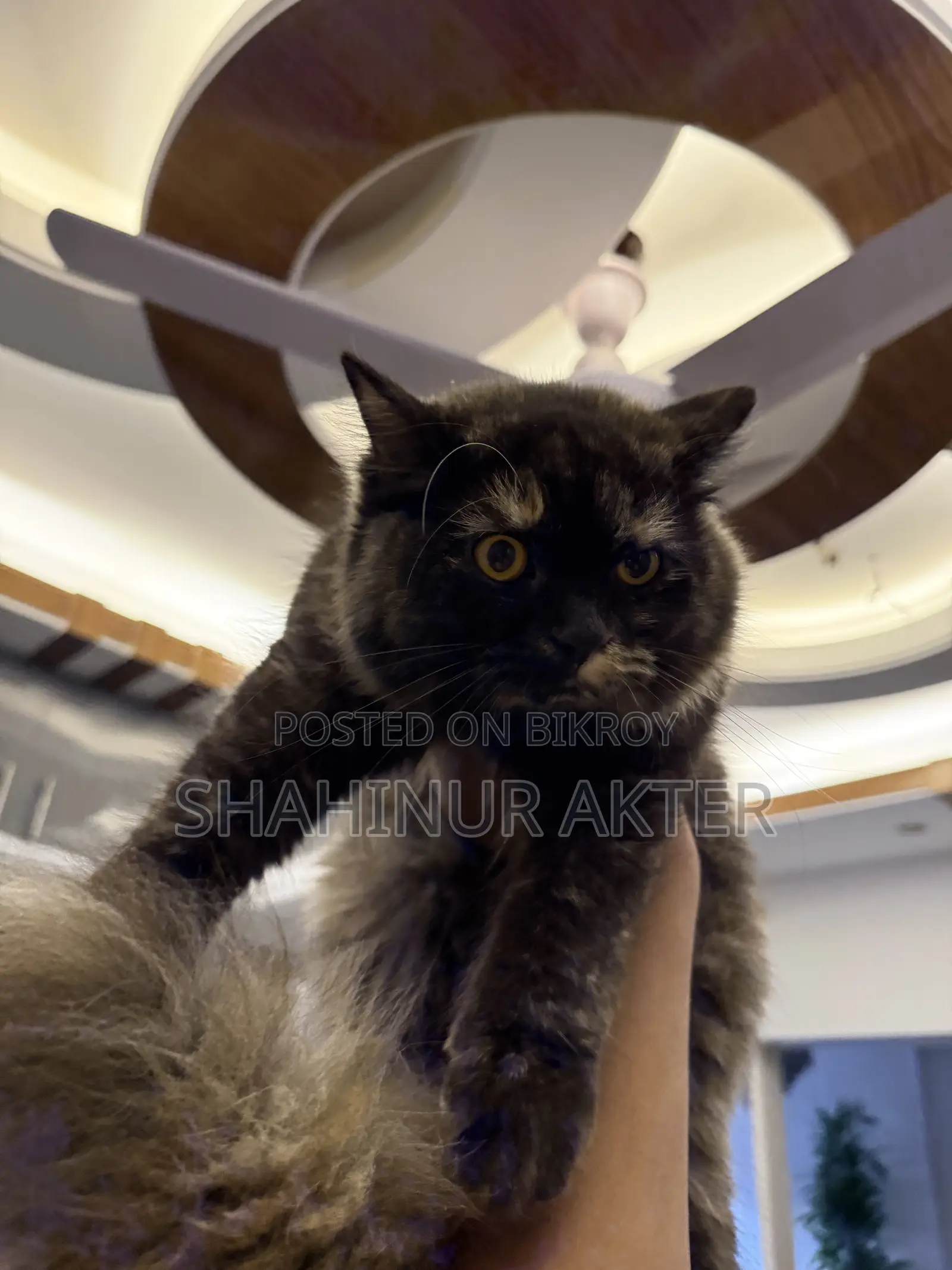 3-6 months Female Purebred Cat