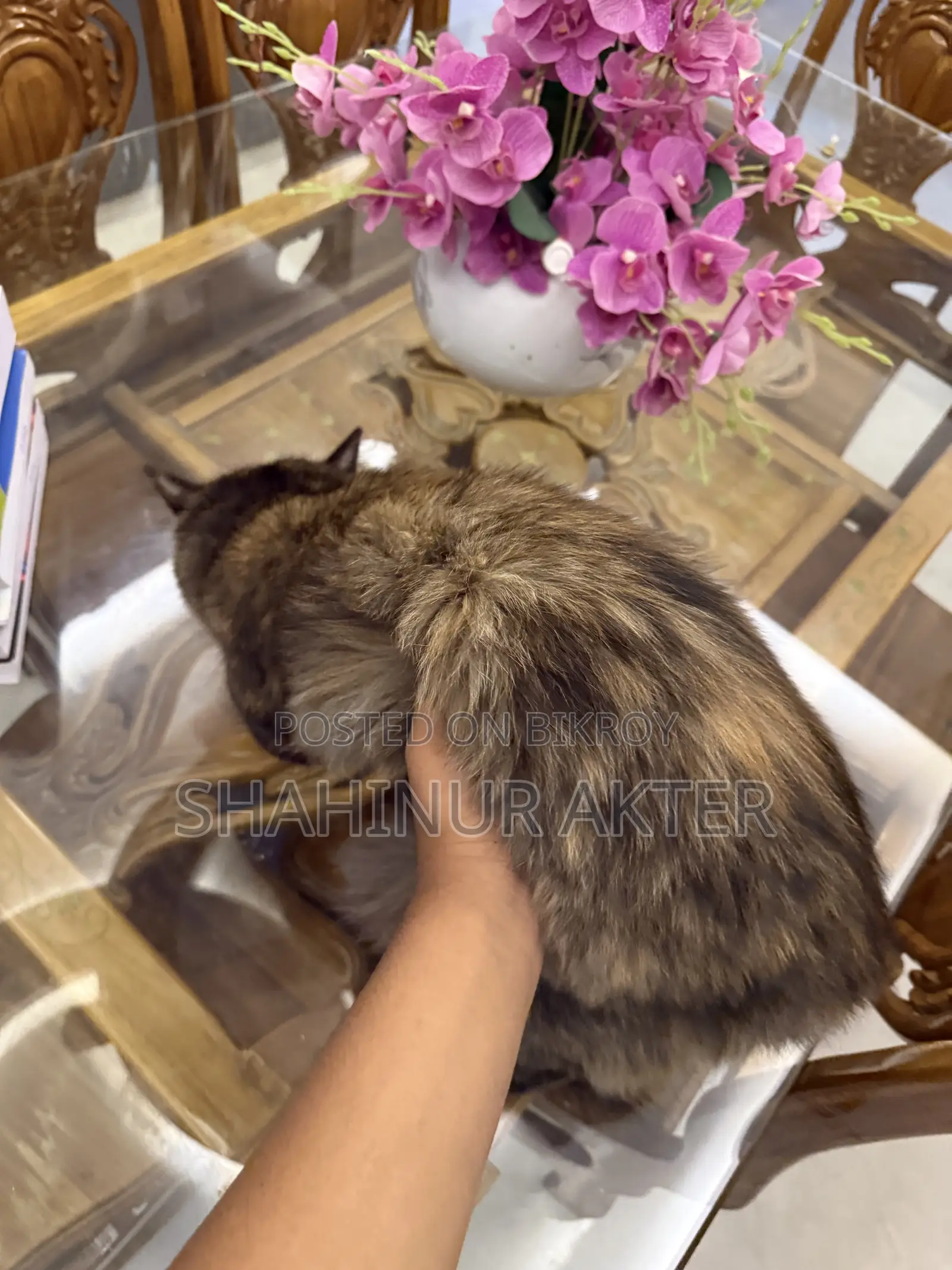 3-6 months Female Purebred Cat