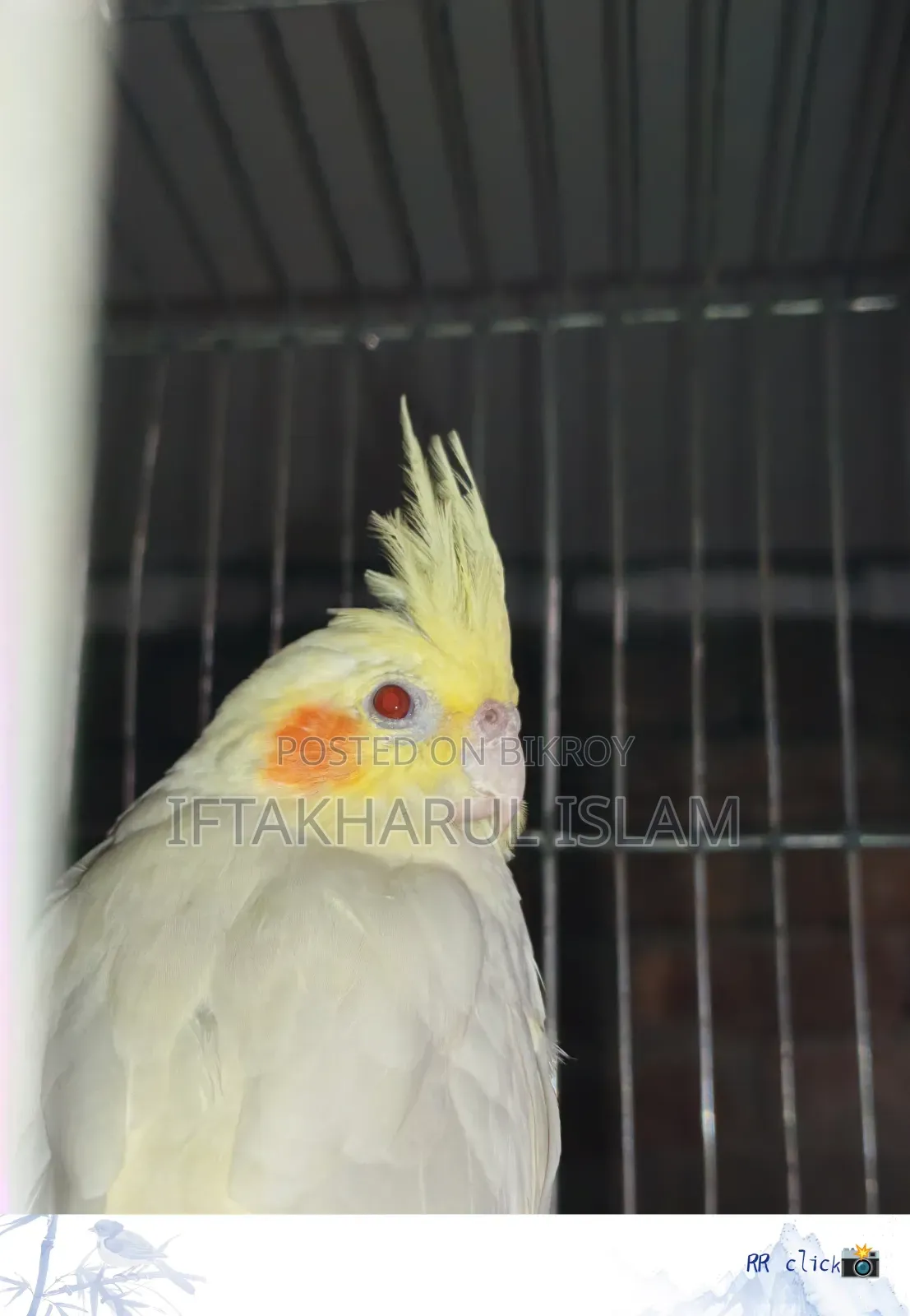 ককাটেল বিক্রয়