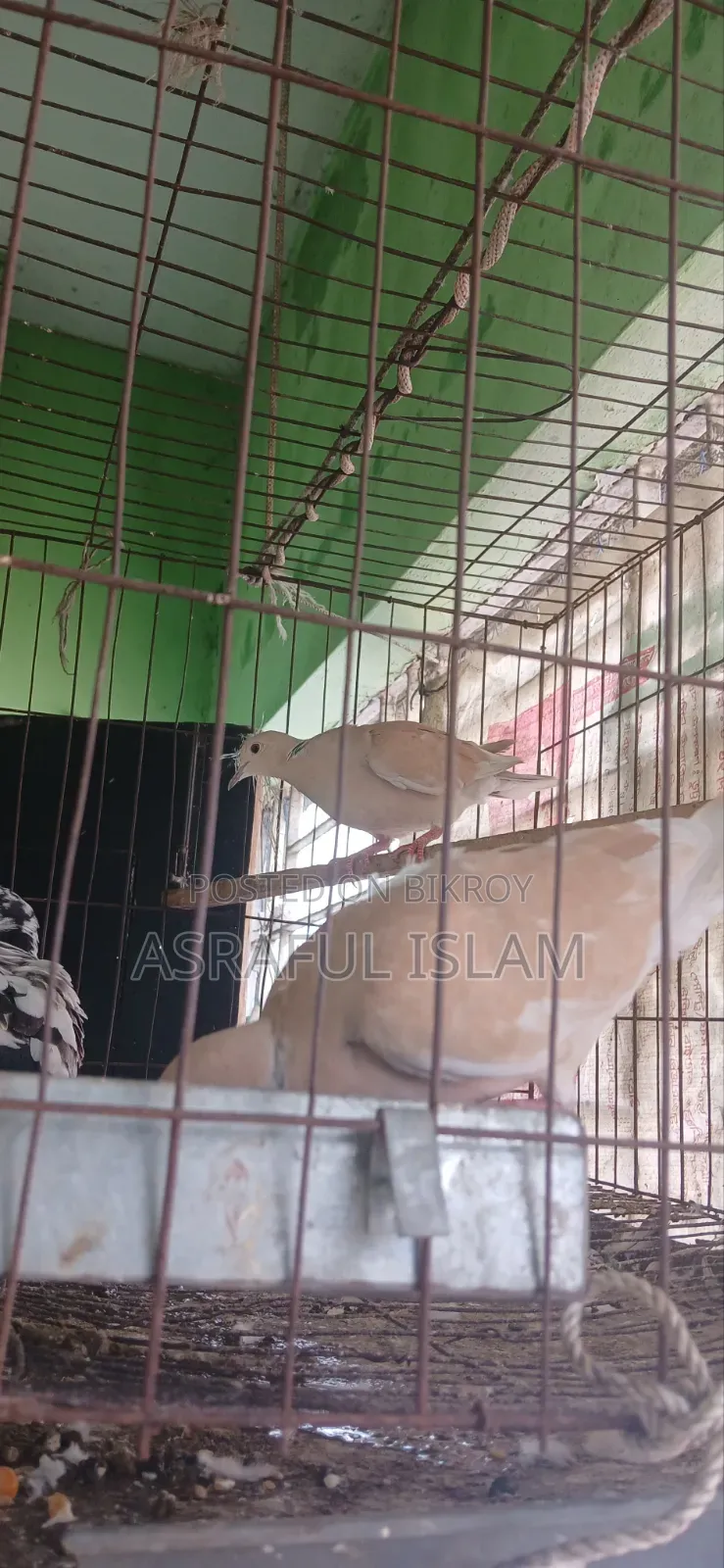 A pair of Australian doves will be sold