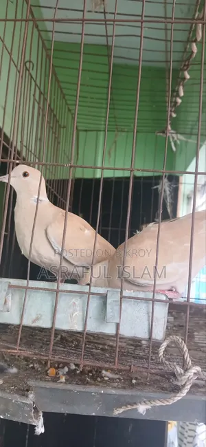 A pair of Australian doves will be sold