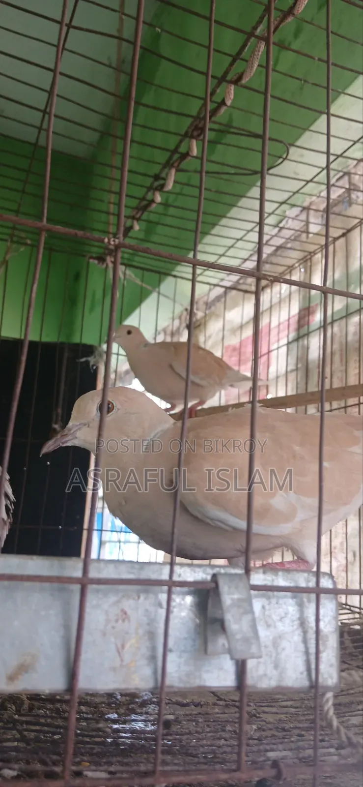 A pair of Australian doves will be sold