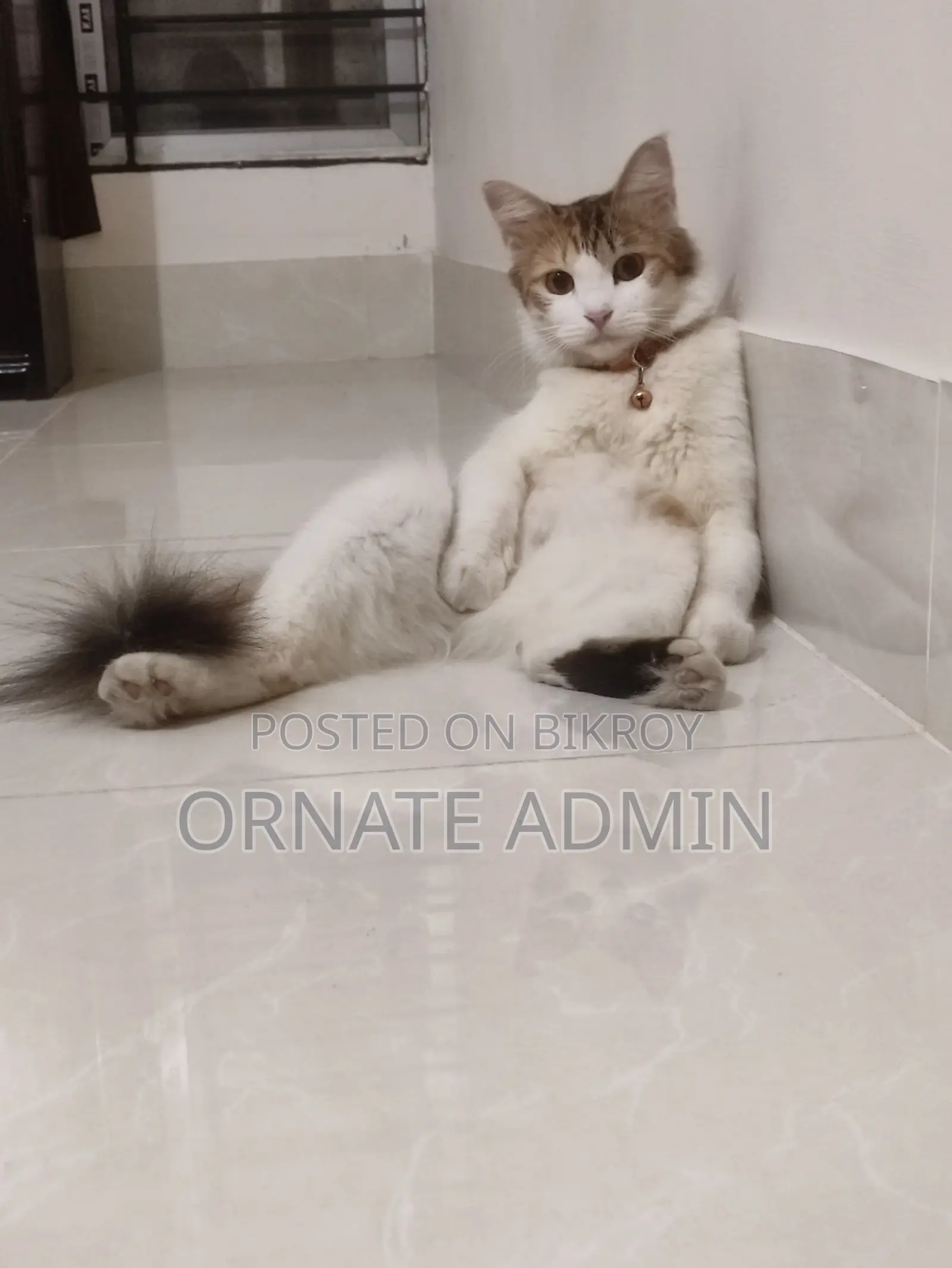 1+ year Female Mixed Breed Persian