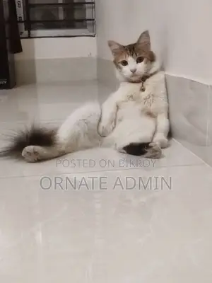 1+ year Female Mixed Breed Persian