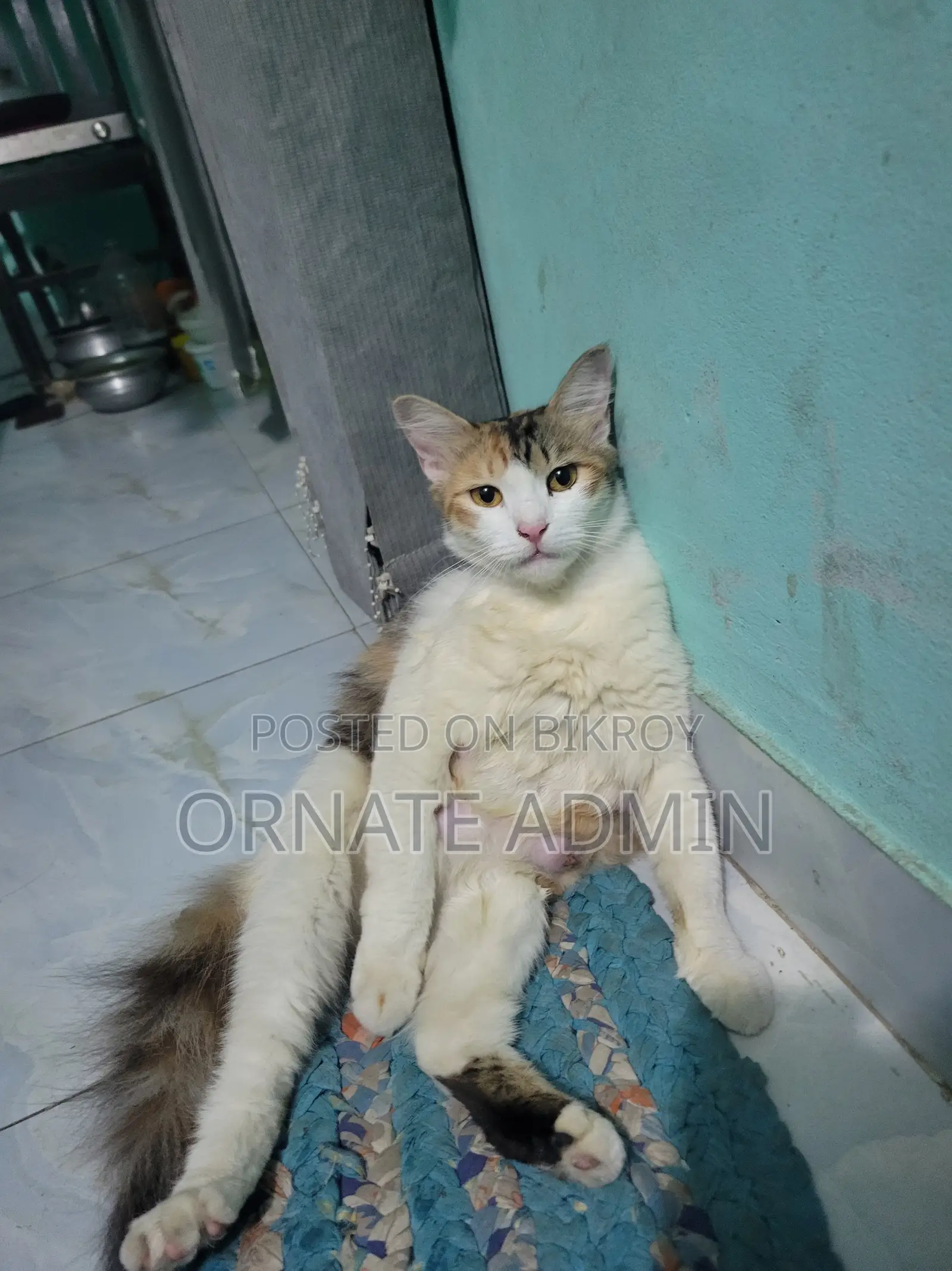 1+ year Female Mixed Breed Persian