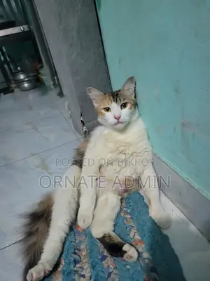 1+ year Female Mixed Breed Persian