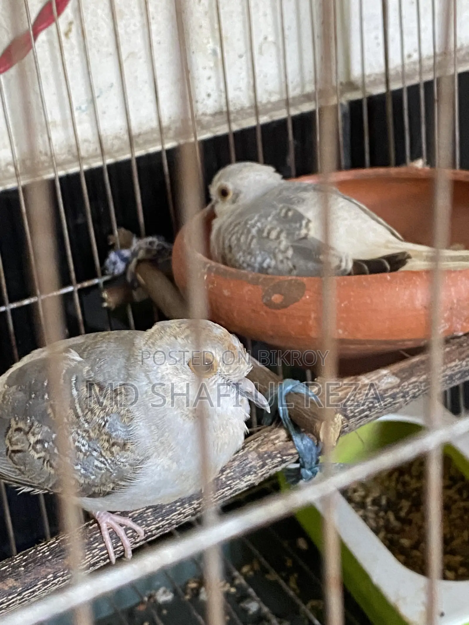 Bird Sell Dimond Dove Baby