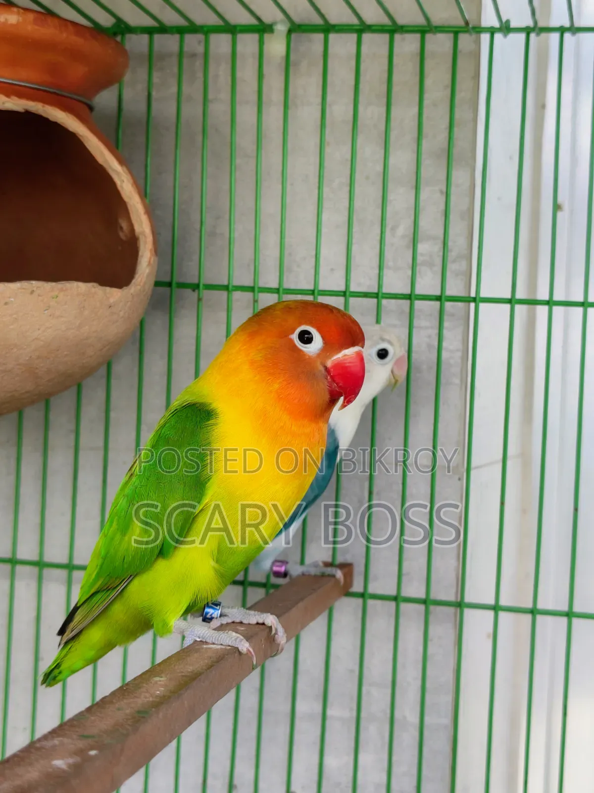 Lovebird Running Male