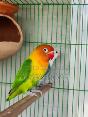 Lovebird Running Male