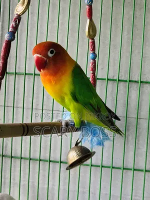 Lovebird Running Male
