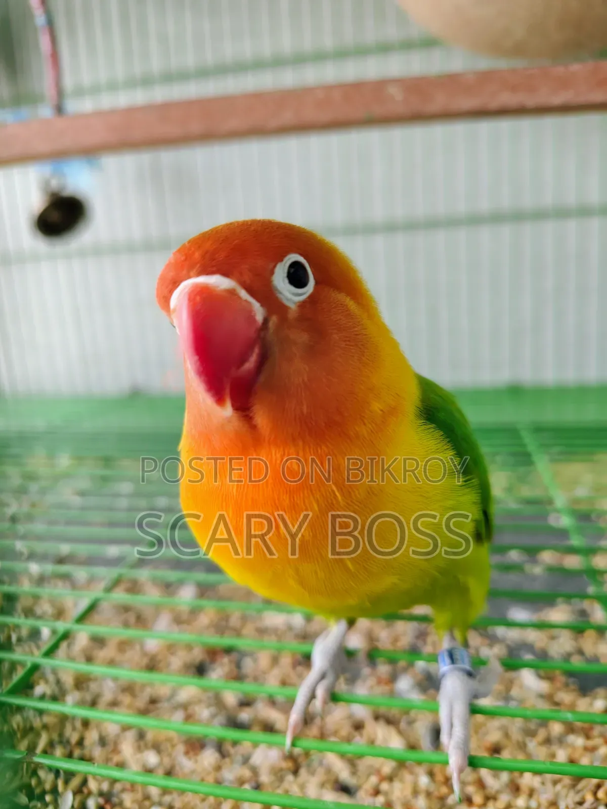 Lovebird Running Male