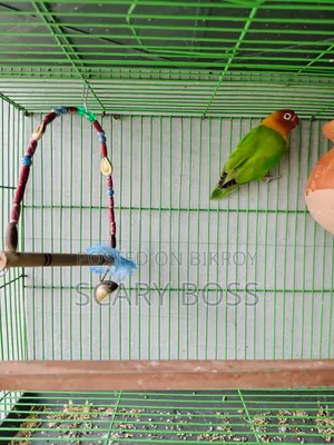 Lovebird Running Male