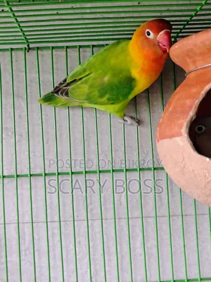 Lovebird Running Male