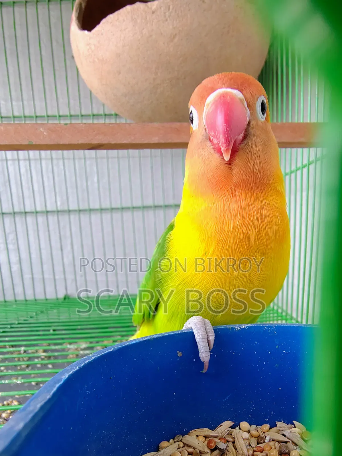 Lovebird Running Male