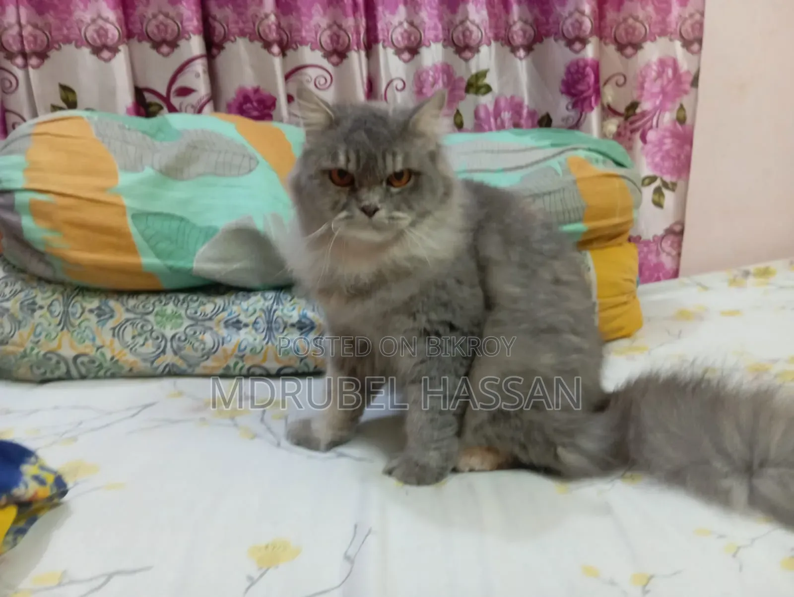 ১+ বছরের ফিমেল পিওরব্রেড পার্সিয়ান বিড়াল