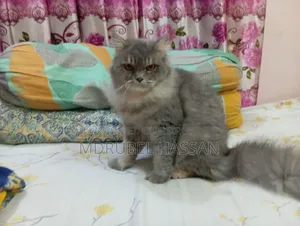 ১+ বছরের ফিমেল পিওরব্রেড পার্সিয়ান বিড়াল
