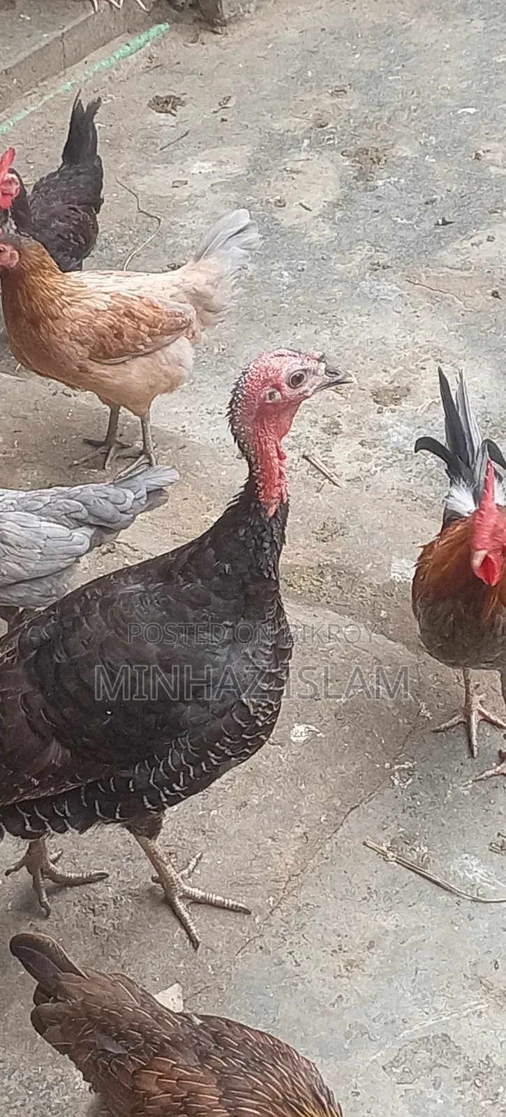 টার্কি মুরগি