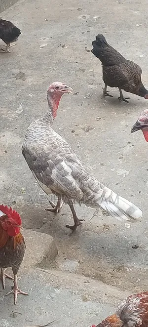 টার্কি মুরগি