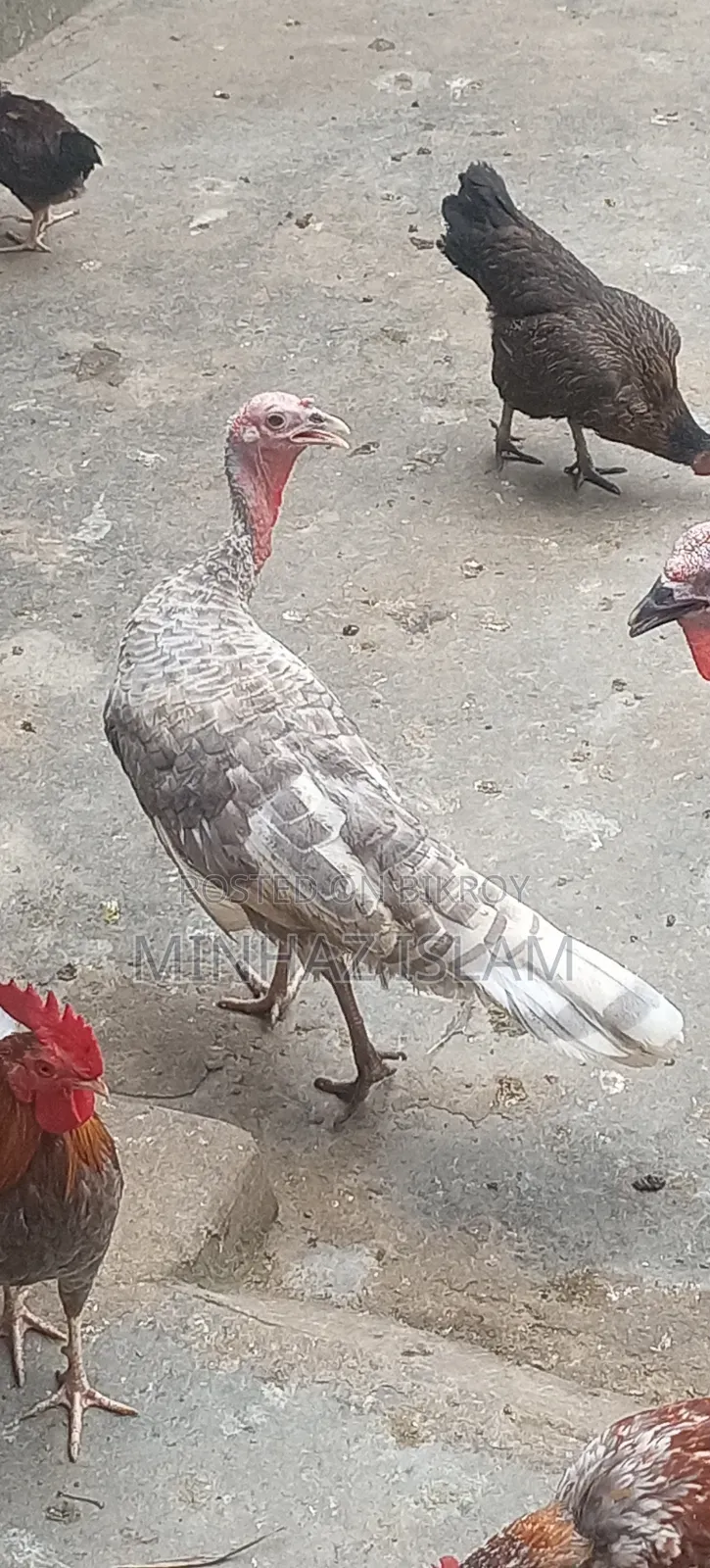 টার্কি মুরগি