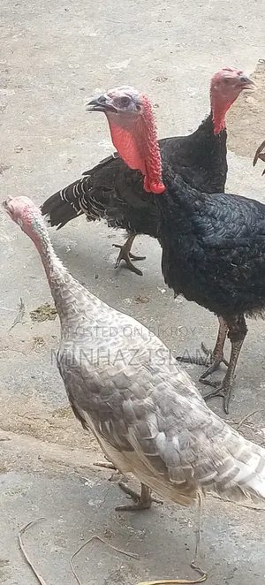 টার্কি মুরগি