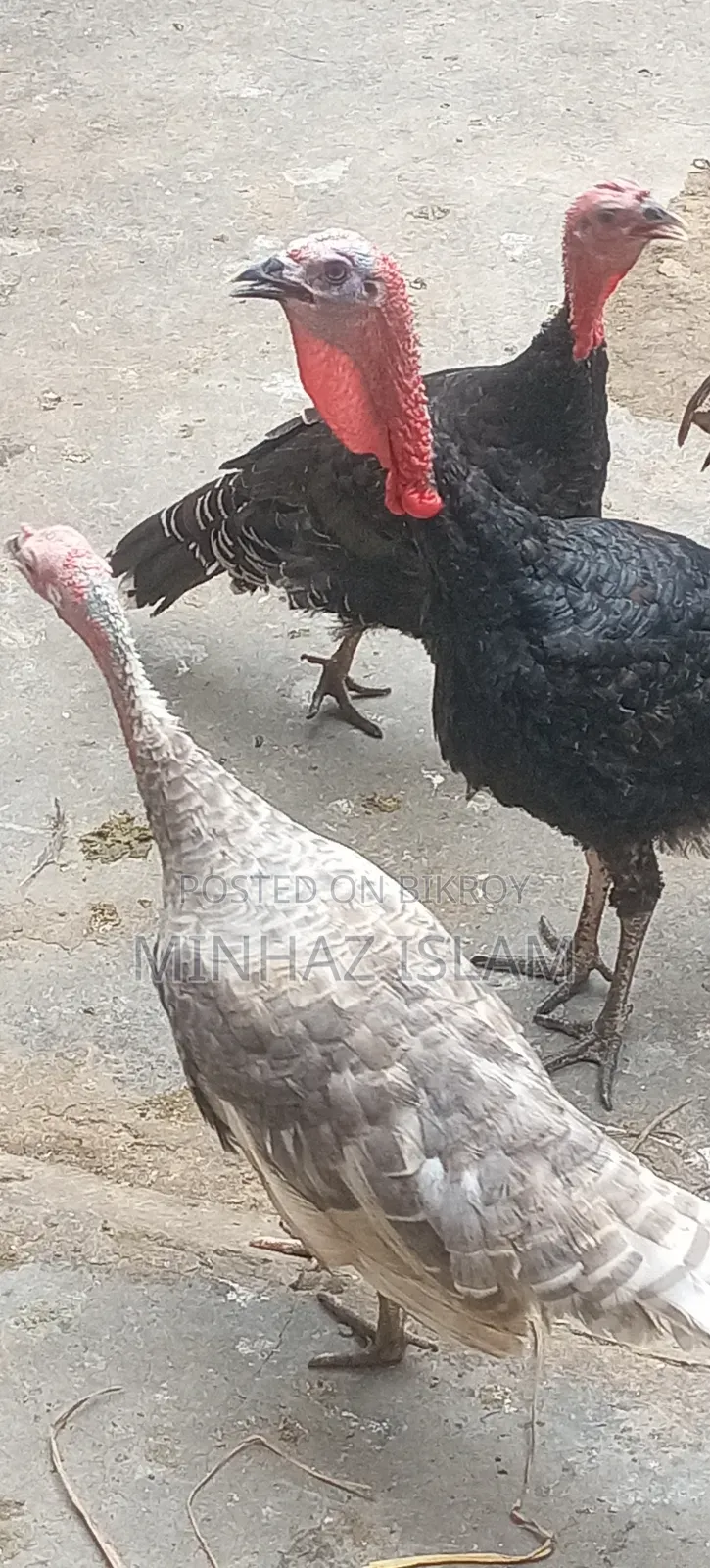টার্কি মুরগি