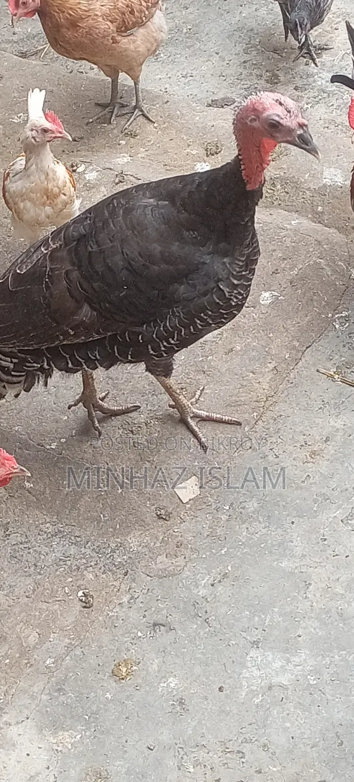 টার্কি মুরগি