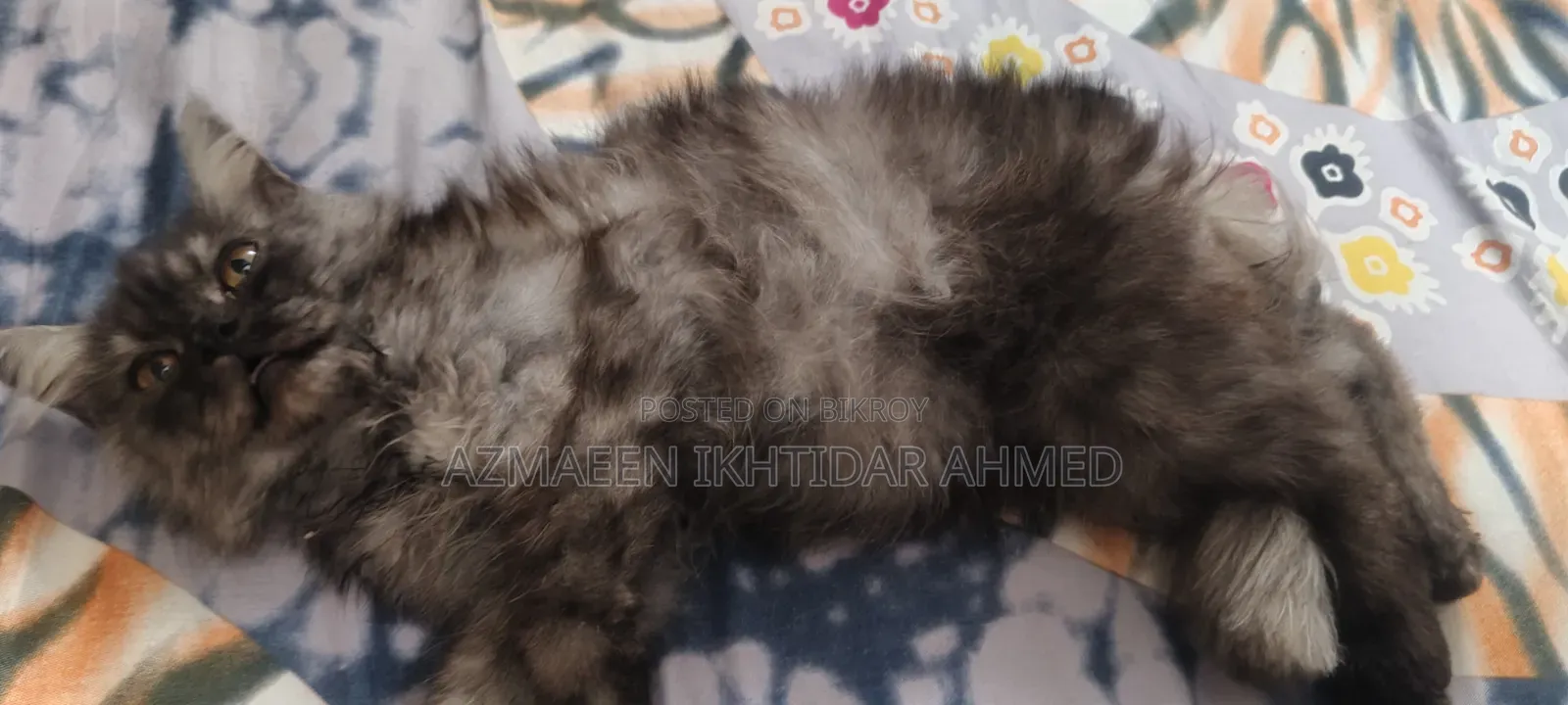 ১-৩ মাস বয়সী পুরুষ খাঁটি পার্সিয়ান বিড়াল