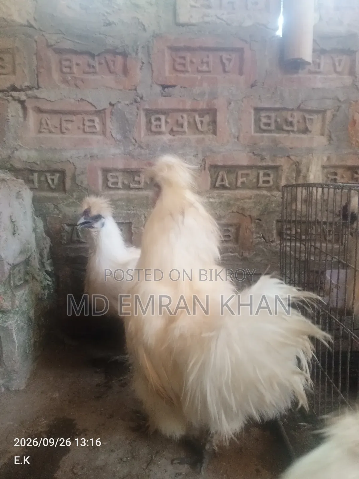 Foreign Chicken for Sale