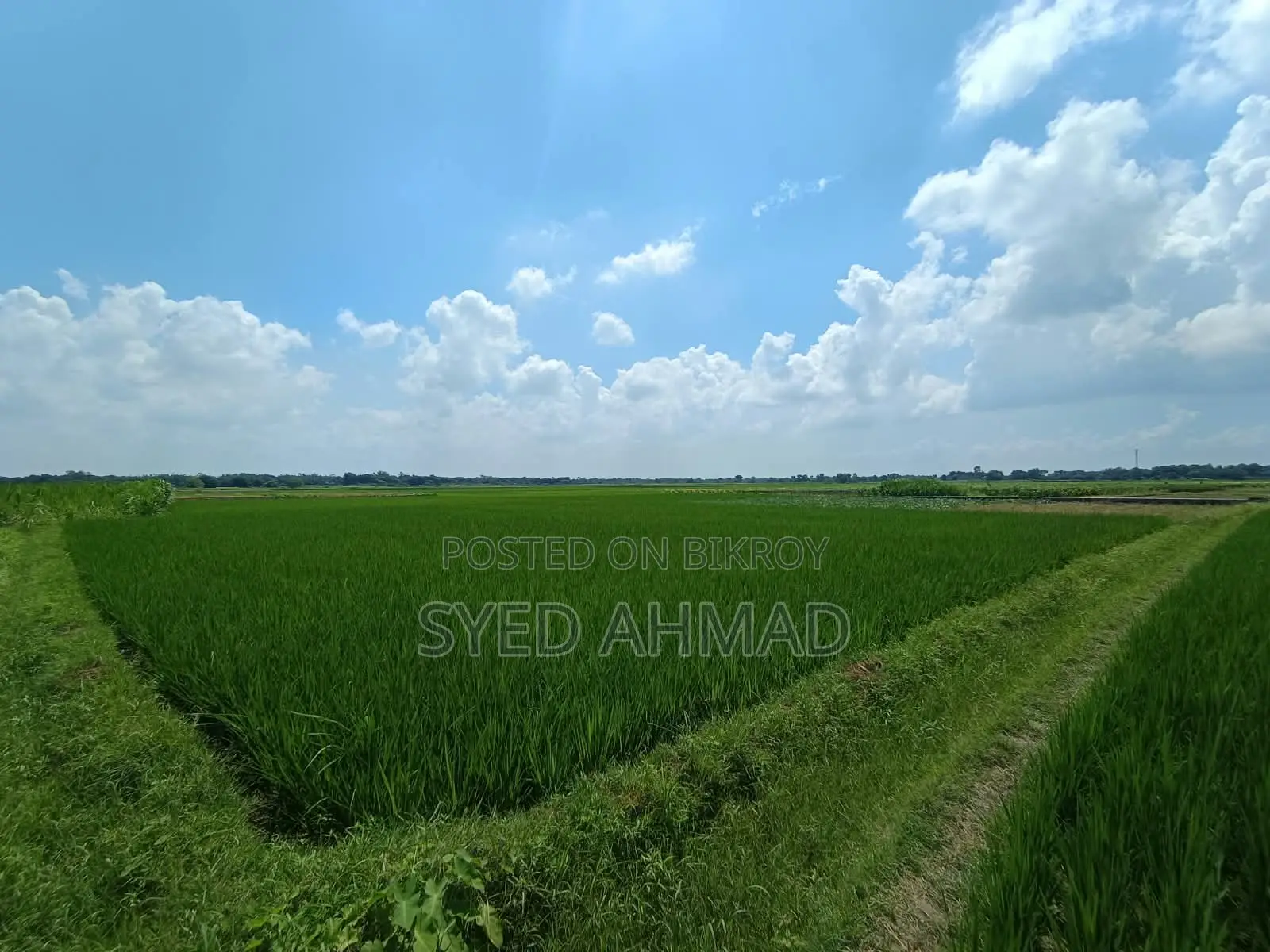 18.5 Decimal Three-Crop Agricultural Land for Sale